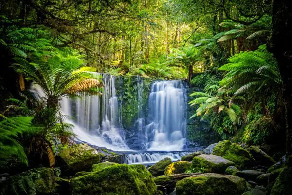 Sydney stora Barriärrevet och regnskogen