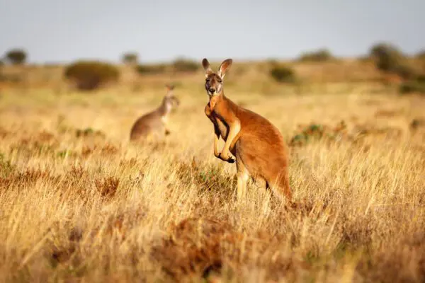 Australiens vilda västkust
